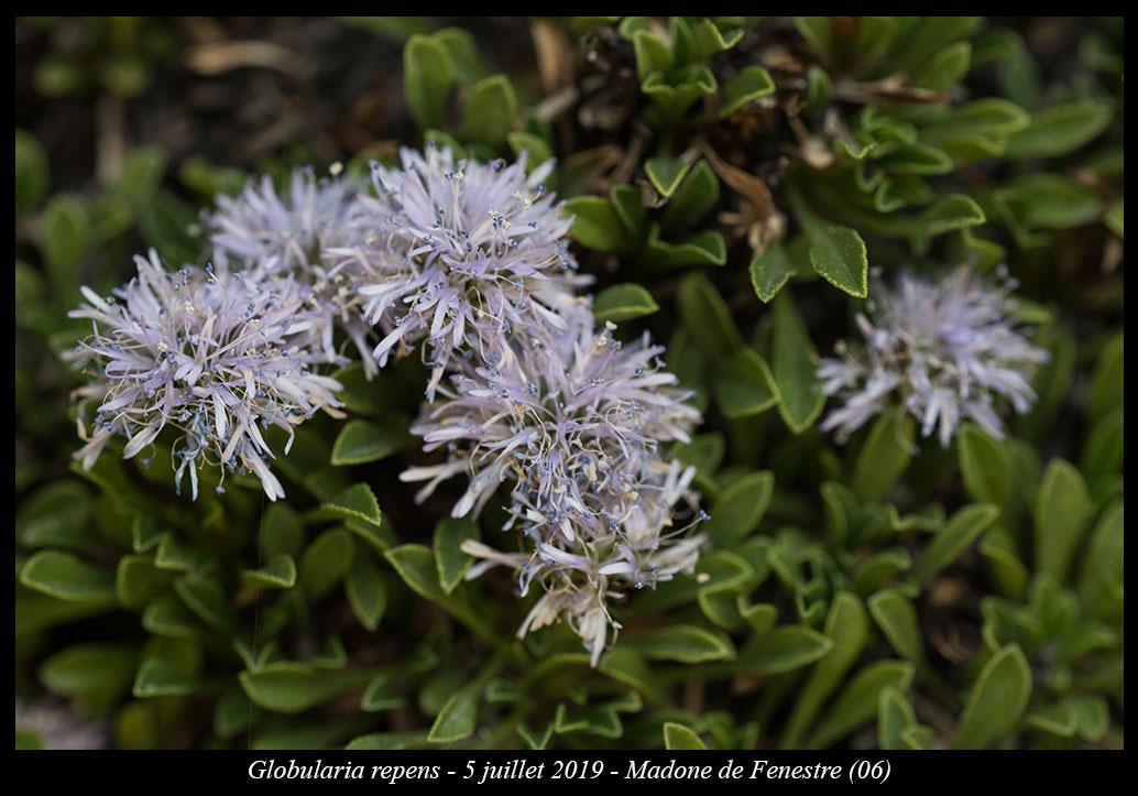 Globularia repens
